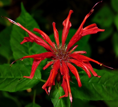 {Monarda didyma}